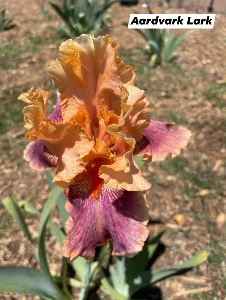 Photo of Tall Bearded Iris (Iris 'Aardvark Lark') uploaded by Bloomerrang