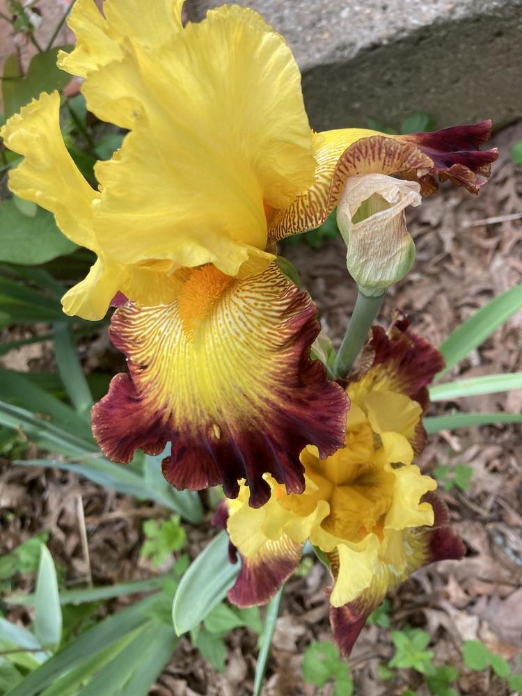 Photo of Tall Bearded Iris (Iris 'Burst of Glory') uploaded by DonnaKribs