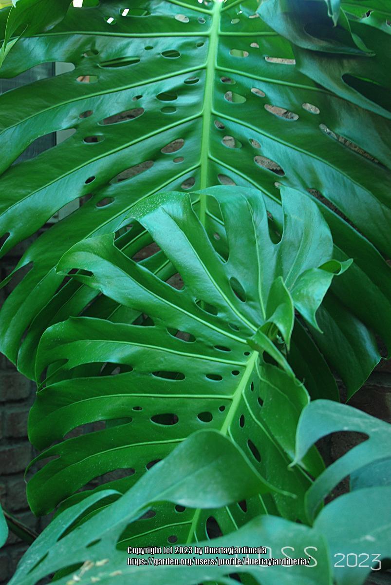 Photo of Split-Leaf Philodendron (Monstera deliciosa) uploaded by Huertayjardineria