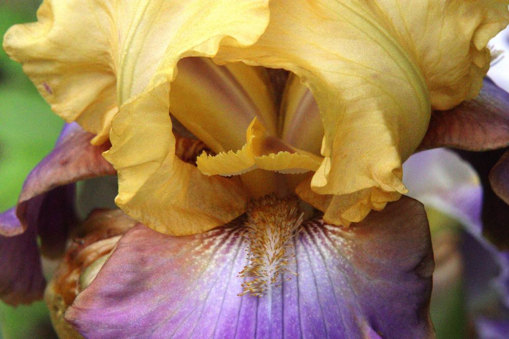 Photo of Tall Bearded Iris (Iris 'Crooked Little Smile') uploaded by LoriMT