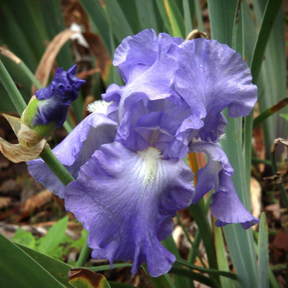 Photo of Tall Bearded Iris (Iris 'Victoria Falls') uploaded by LoriMT