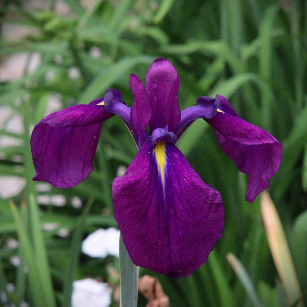 Photo of Japanese Iris (Iris ensata 'Silverband') uploaded by LoriMT
