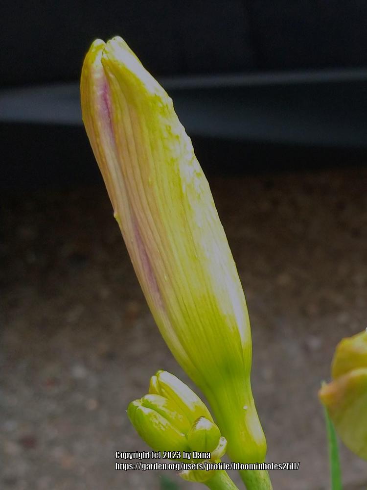 Photo of Daylily (Hemerocallis 'Intelligent Design') uploaded by bloominholes2fill