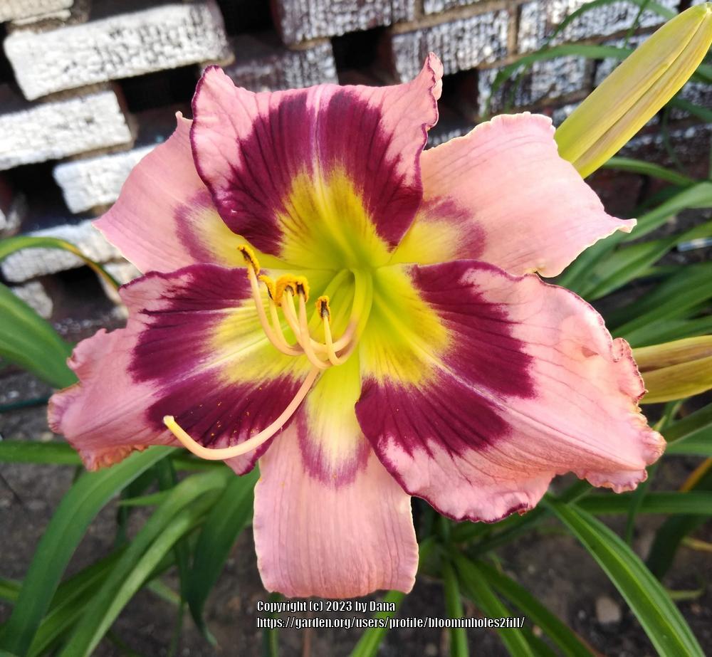 Photo of Daylily (Hemerocallis 'Intelligent Design') uploaded by bloominholes2fill