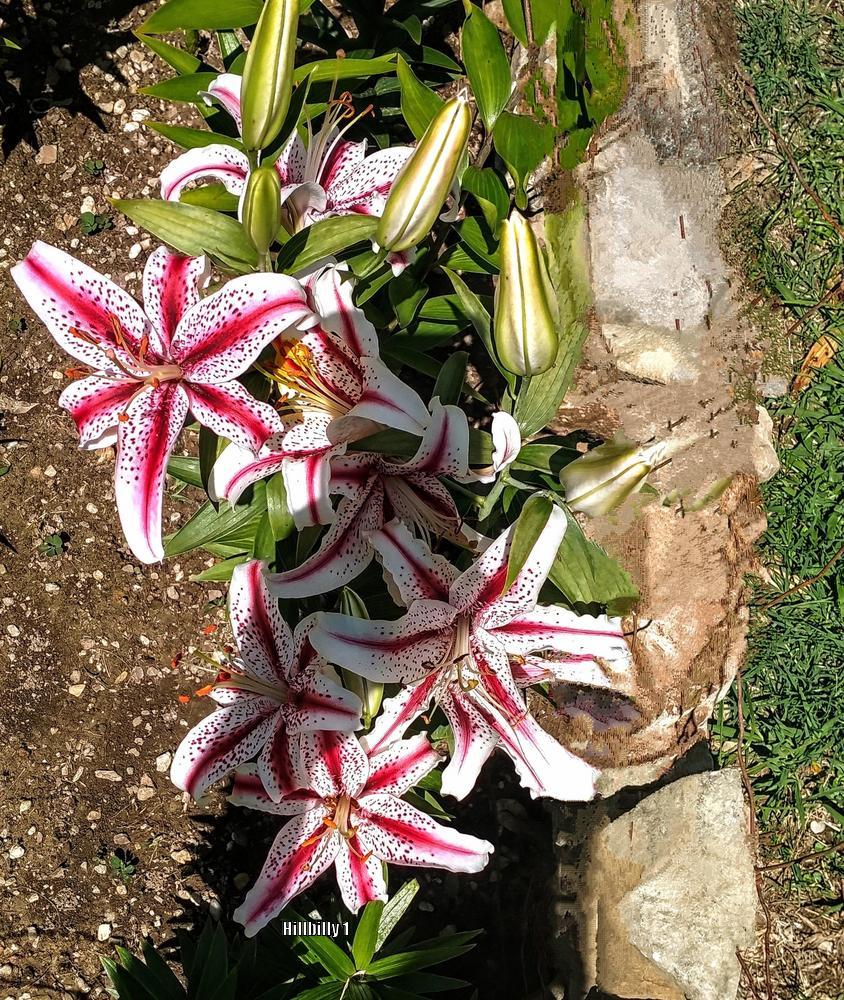 Photo of Oriental Lily (Lilium 'Dizzy') uploaded by HoodLily