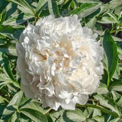 Location: W E Upjohn Peony Garden, Nichols Arboretum, Ann Arbor
Date: 2023-06-09
A top view, to show the symmetrical form of most blooms.  This on