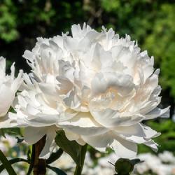 Location: W E Upjohn Peony Garden, Nichols Arboretum, Ann Arbor
Date: 2023-06-09
These late midseason blooms are worth waiting for.