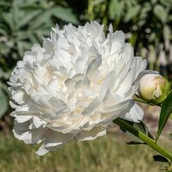 Location: W E Upjohn Peony Garden, Nichols Arboretum, Ann Arbor
Date: 2023-06-09
A typical symmetrical, densely packed white bloom, free of any si