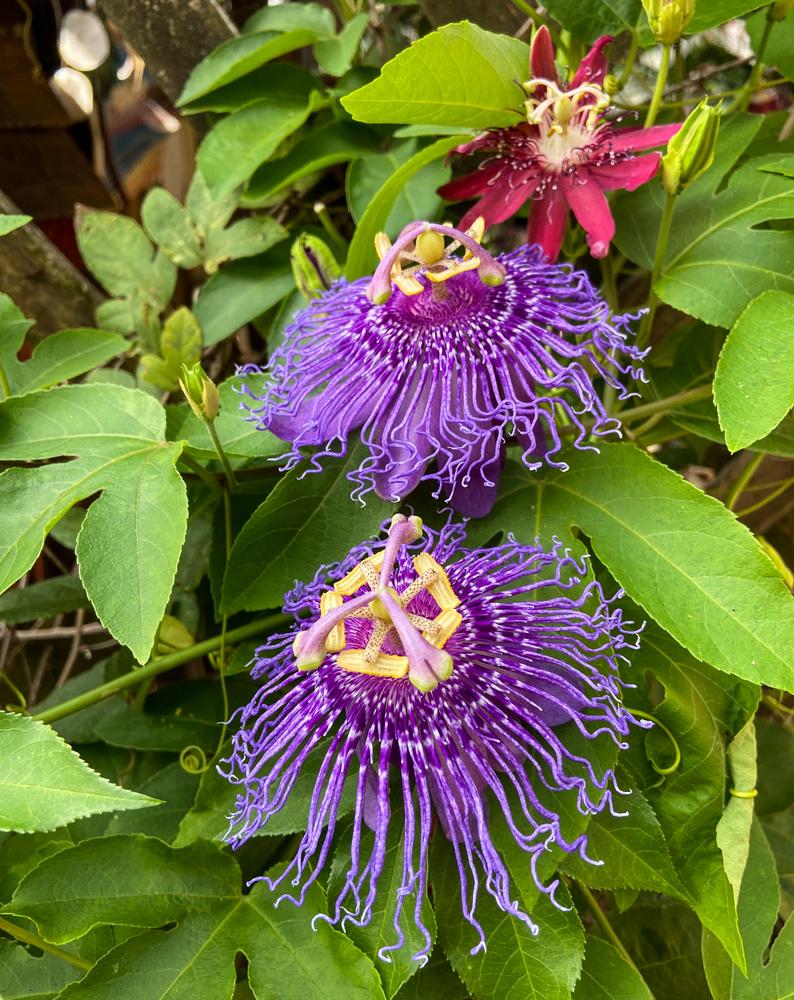 Photo of Passion Flower (Passiflora 'Incense') uploaded by sunkissed