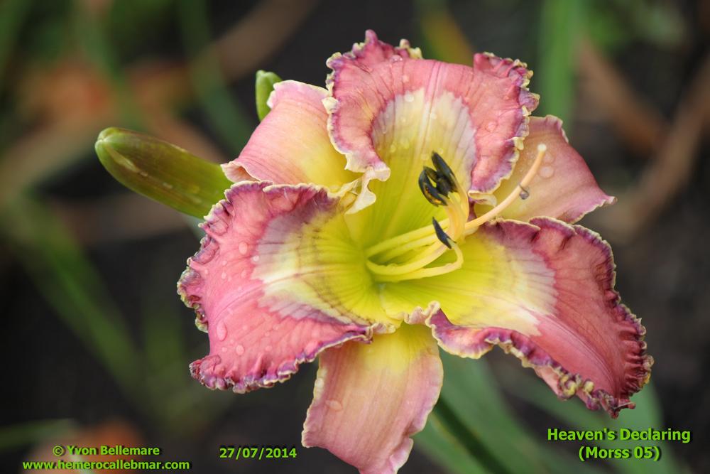 Photo of Daylily (Hemerocallis 'Heaven's Declaring') uploaded by Bellmar