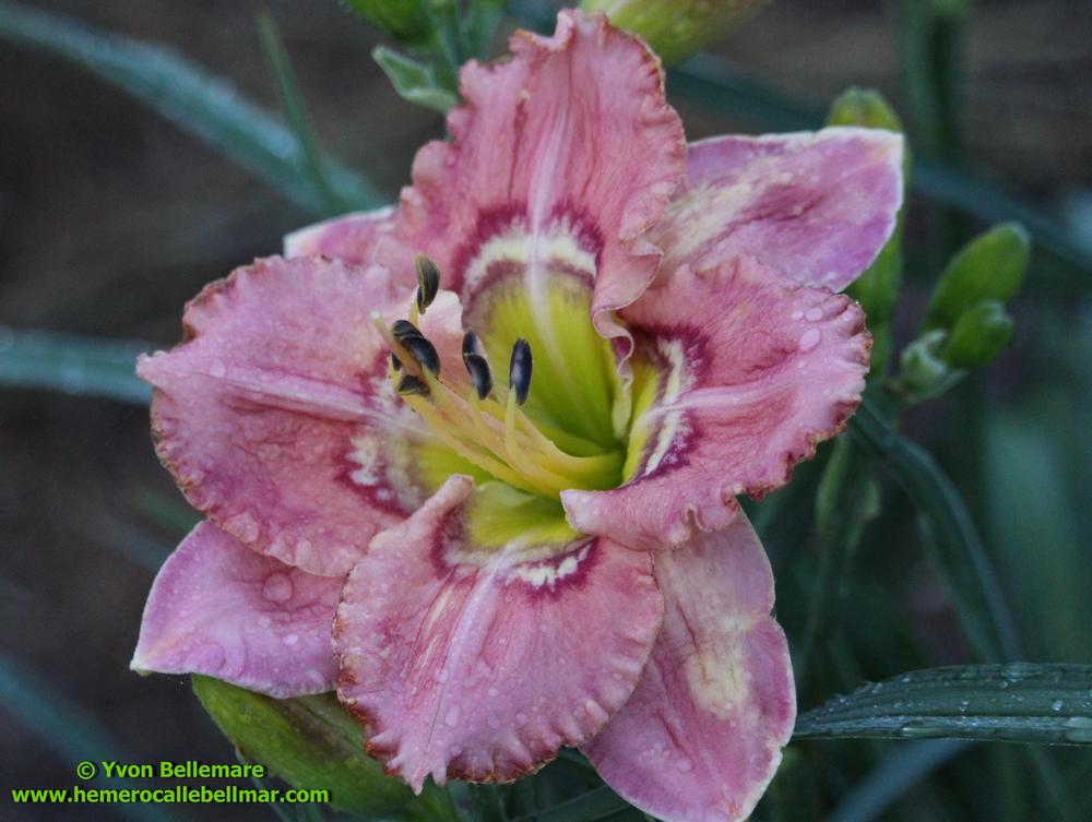 Photo of Daylily (Hemerocallis 'Through the Looking Glass') uploaded by Bellmar