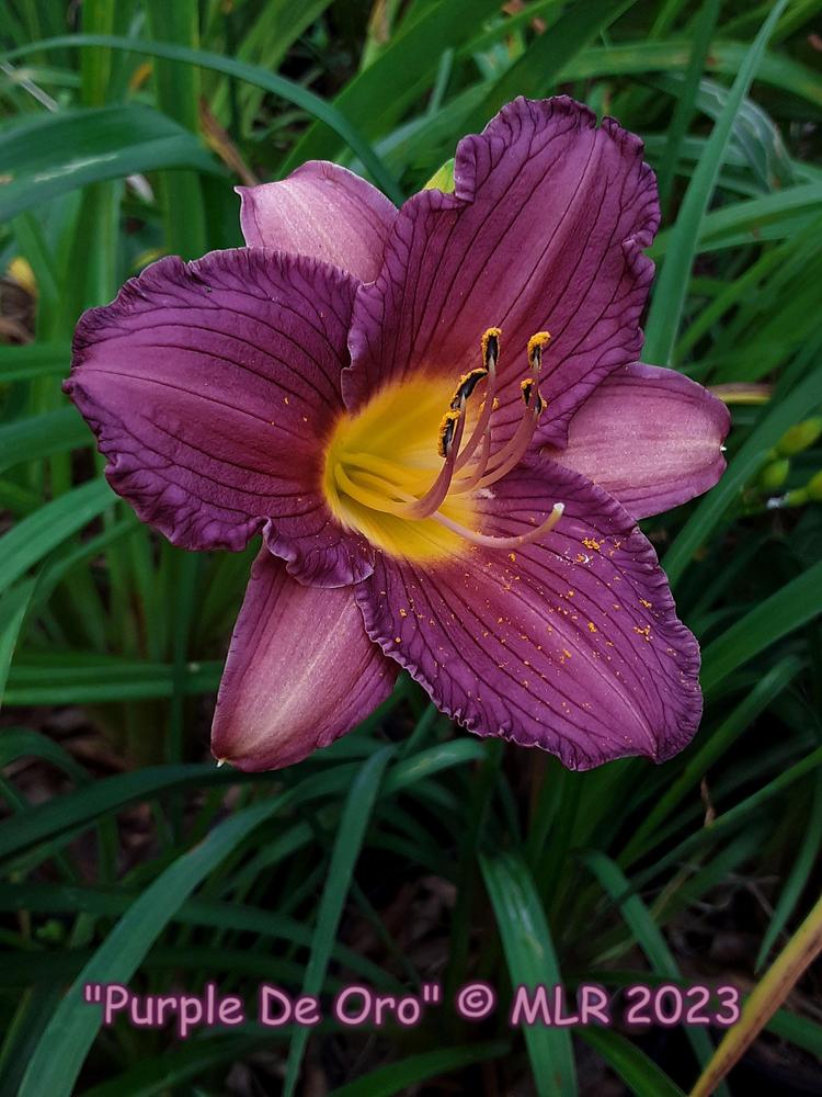 Photo of Daylily (Hemerocallis 'Purple De Oro') uploaded by MLR11
