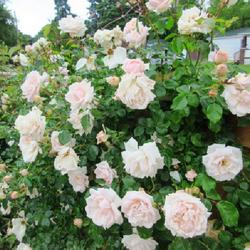 Location: Toronto, Ontario
Date: 2023-06-27
Rose (Rosa 'New Dawn') is very fragrant.