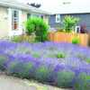 English Lavender (Lavandula angustifolia).