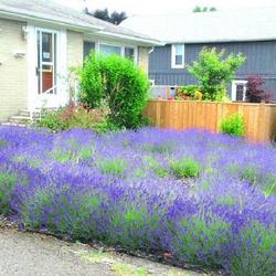 Location: Toronto, Ontario
Date: 2023-06-27
English Lavender (Lavandula angustifolia).