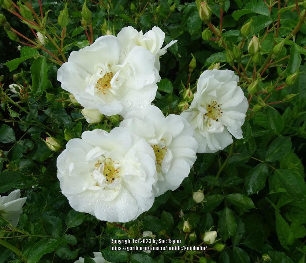 Photo of Groundcover Rose (Rosa 'Flower Carpet White') uploaded by kniphofia