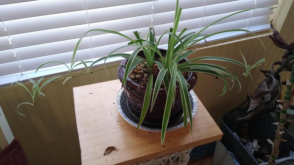 Photo of Variegated Spider Plant (Chlorophytum comosum 'Vittatum') uploaded by vanam0nde