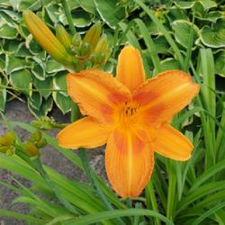 Location: Poland
Date: 2023-06-29
The best orange daylily in my garden :)