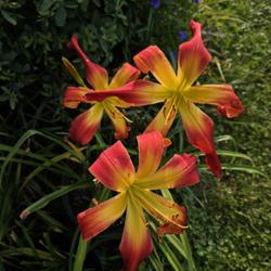 Location: Winston-Salem, NC
Date: 2023-06-29
Obtained from CreativEdge Daylilies in Kernersville, NC on 6/24/2