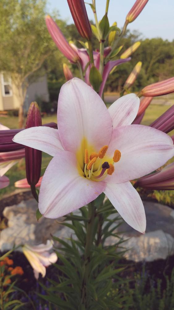 Photo of Lily (Lilium Pink Perfection) uploaded by RootedInDirt