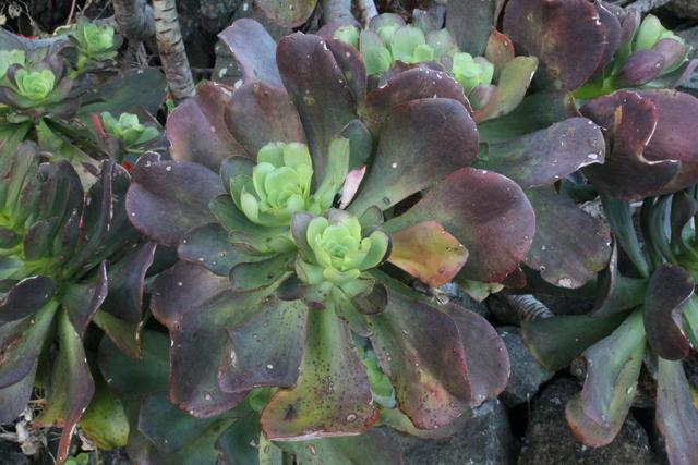 Photo of Aeonium (Aeonium arboreum) uploaded by RuuddeBlock