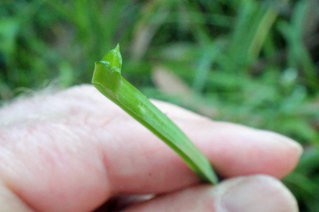 Photo of Stinking Onions (Allium triquetrum) uploaded by RuuddeBlock
