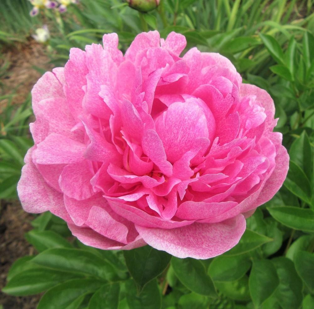 Photo of Chinese Peony (Paeonia lactiflora 'The Fawn') uploaded by tveguy3