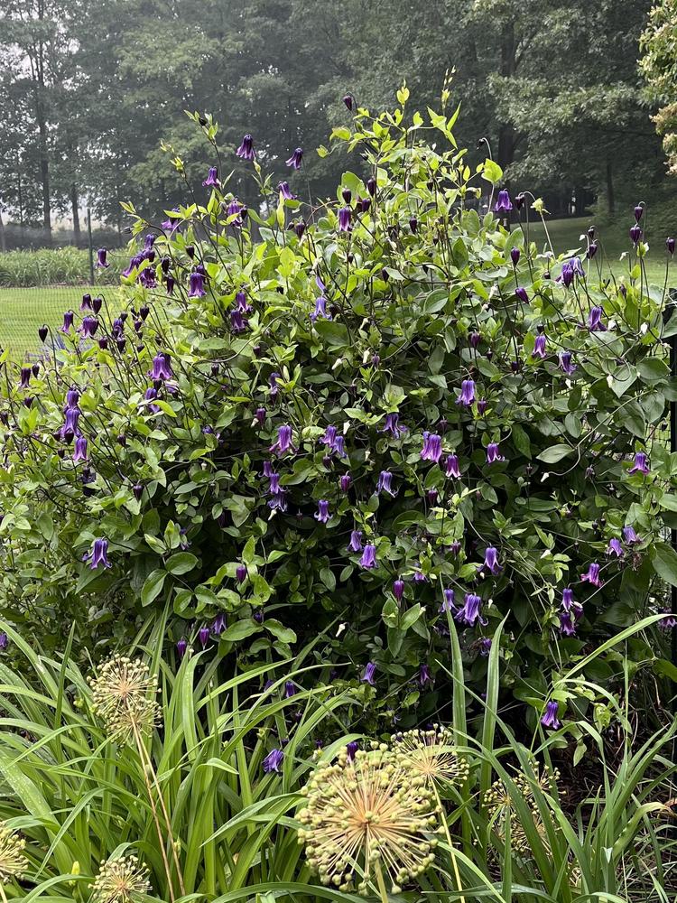 Photo of Clematis 'Roguchi' uploaded by twixanddud