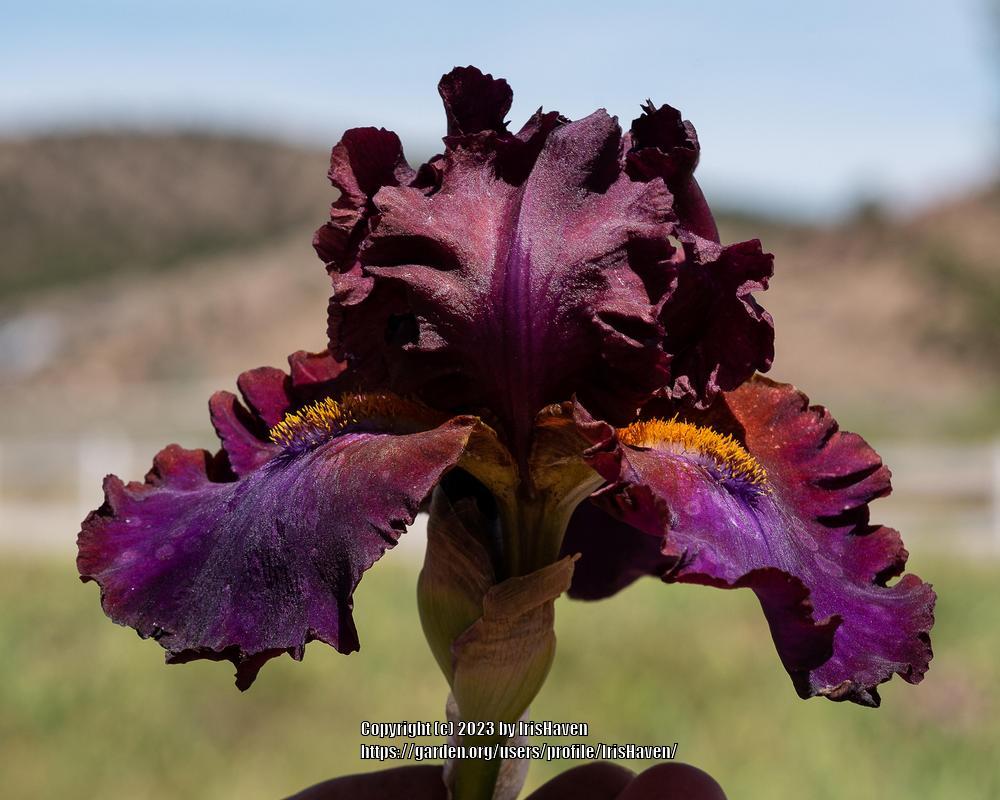 Photo of Tall Bearded Iris (Iris 'Hot Mess') uploaded by IrisHaven