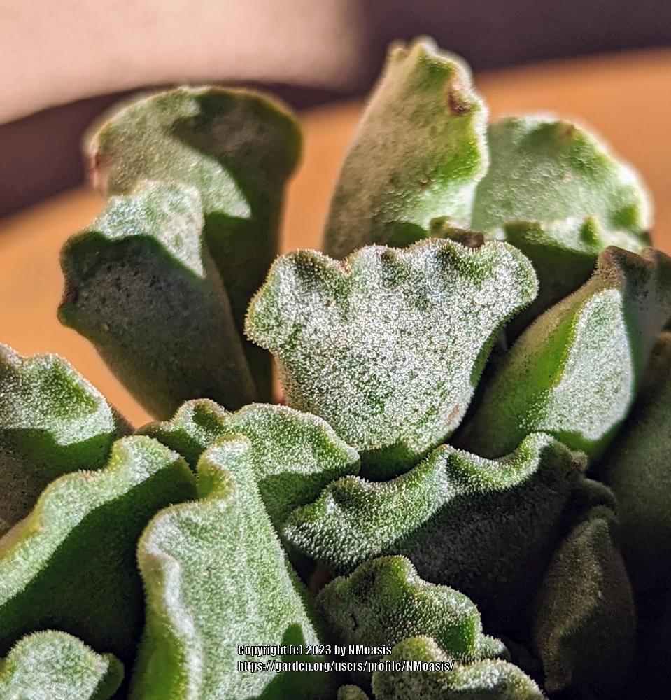 Photo of Adromischus cristatus 'Key Lime Pie' uploaded by NMoasis