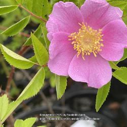 Location: Skillins Greenhouse, Falmouth, Maine
Date: 2023-06-30
Pretty native rose