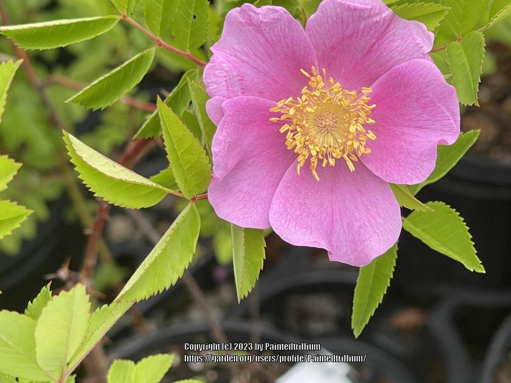 Photo of Pasture Rose (Rosa carolina) uploaded by Paintedtrillium
