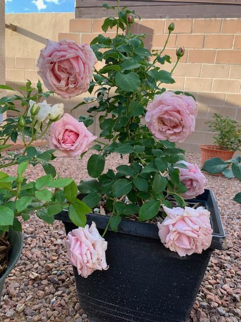 Photo of Rose (Rosa 'Memorial Day') uploaded by ParisRoseLady