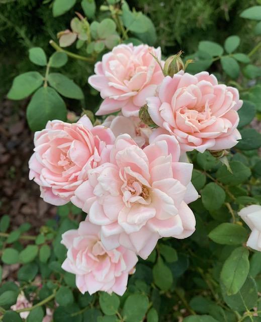 Photo of Rose (Rosa 'Bubble Double') uploaded by ParisRoseLady