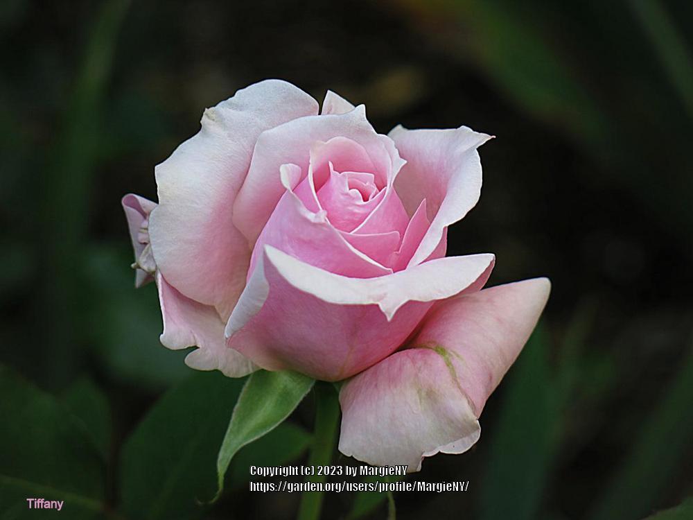 Photo of Hybrid Tea Rose (Rosa 'Tiffany') uploaded by MargieNY