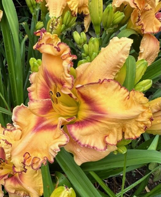 Photo of Daylily (Hemerocallis 'Woman at the Well') uploaded by jkporter