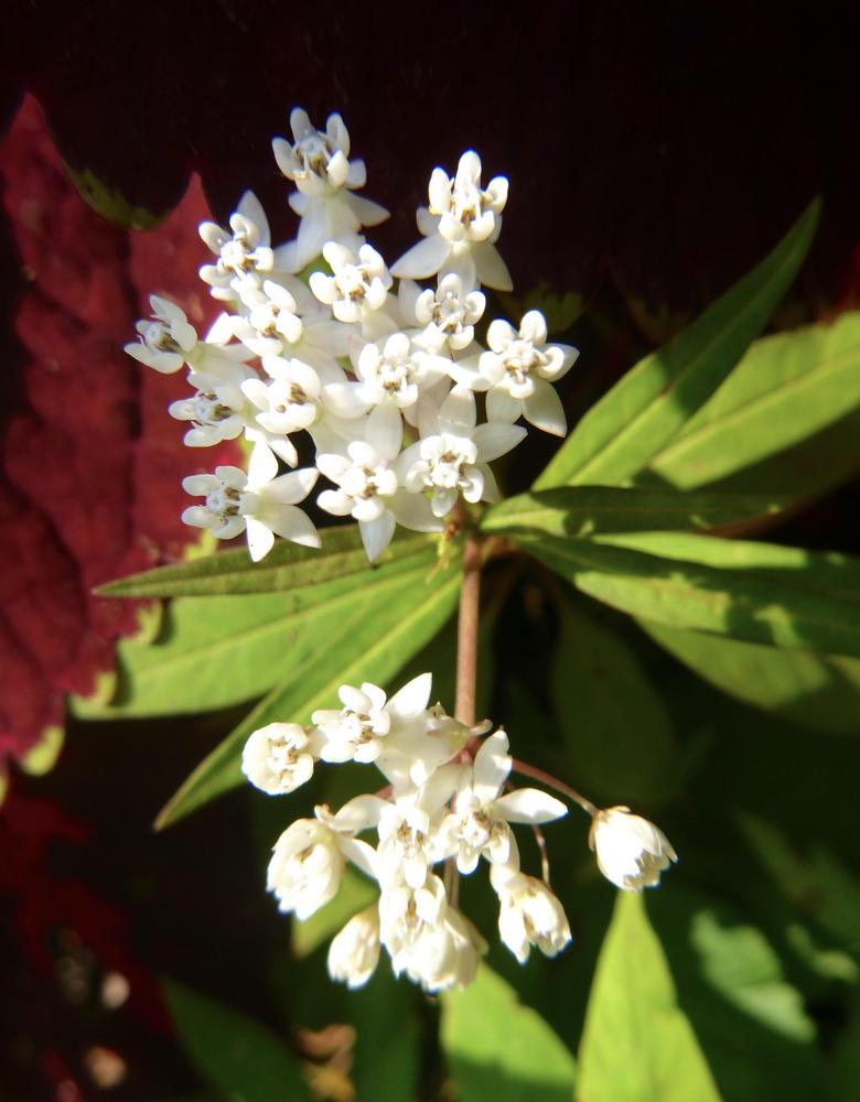 Photo of White Milkweed (Asclepias perennis) uploaded by scvirginia