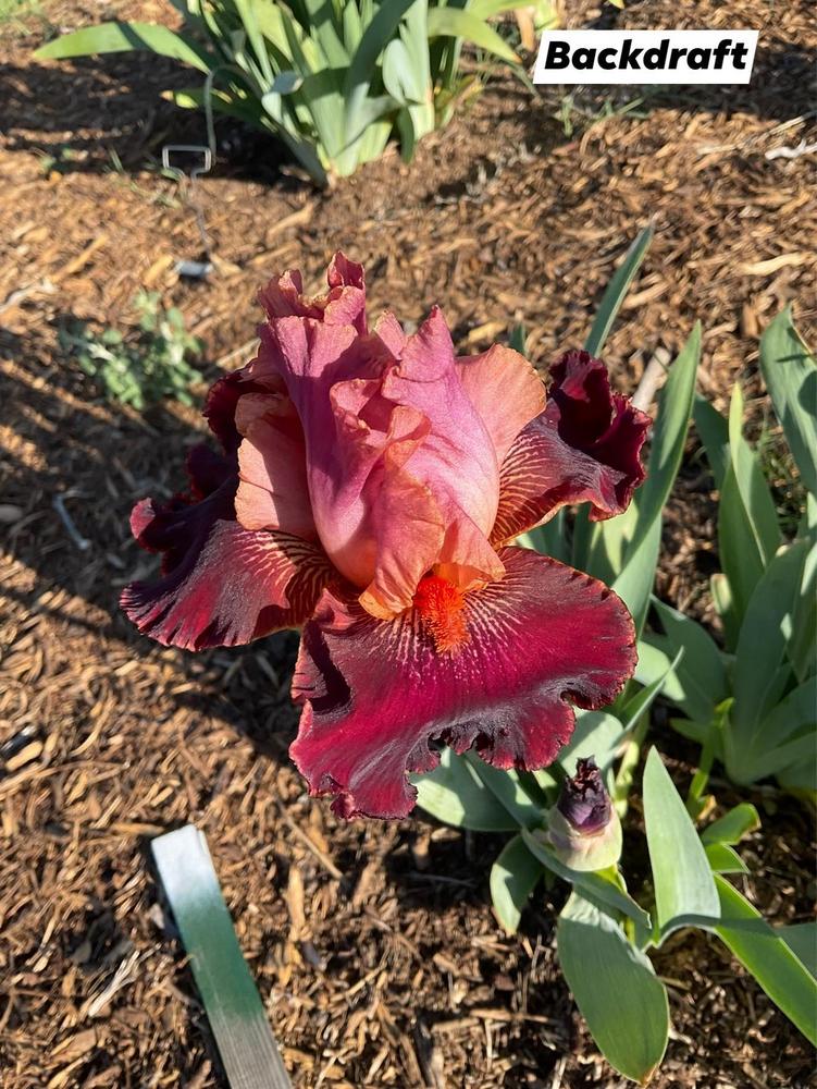 Photo of Tall Bearded Iris (Iris 'Backdraft') uploaded by Bloomerrang