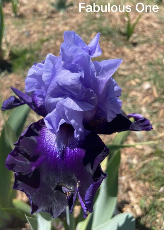 Photo of Tall Bearded Iris (Iris 'Fabulous One') uploaded by Bloomerrang
