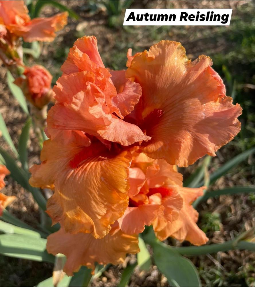 Photo of Tall Bearded Iris (Iris 'Autumn Riesling') uploaded by Bloomerrang
