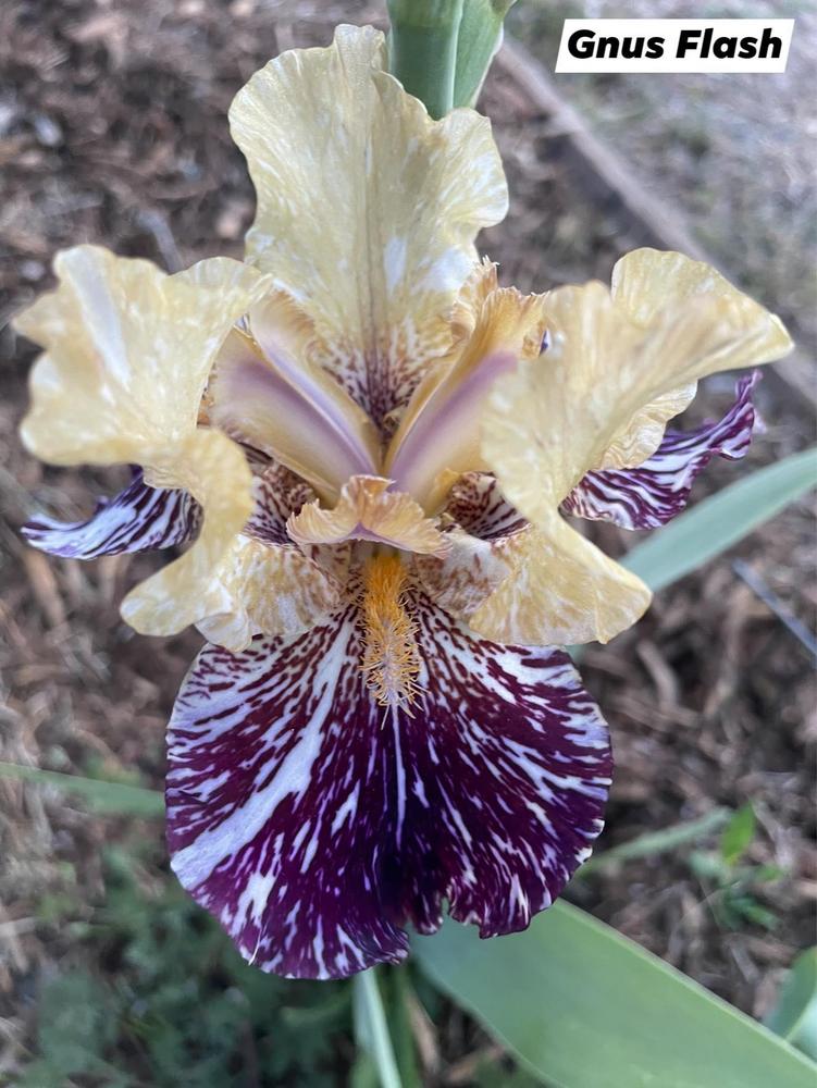 Photo of Tall Bearded Iris (Iris 'Gnus Flash') uploaded by Bloomerrang