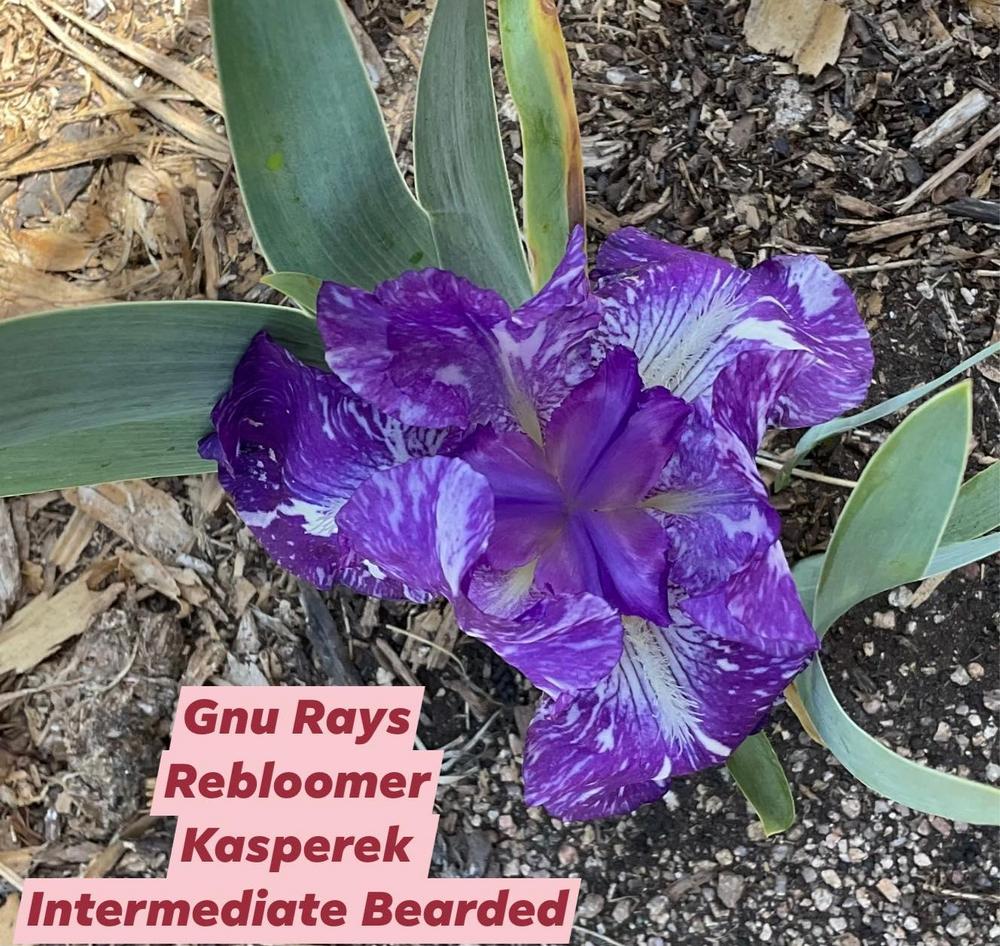 Photo of Intermediate Bearded Iris (Iris 'Gnu Rayz') uploaded by Bloomerrang