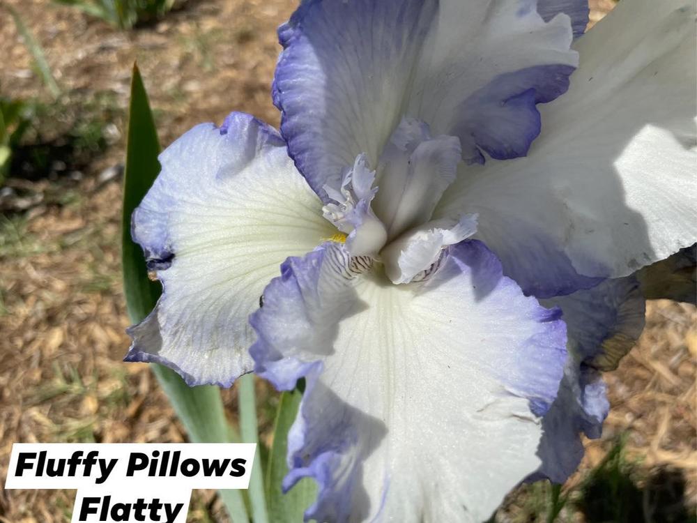 Photo of Tall Bearded Iris (Iris 'Fluffy Pillows') uploaded by Bloomerrang