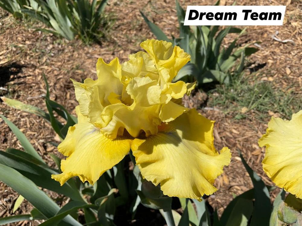 Photo of Tall Bearded Iris (Iris 'Dream Team') uploaded by Bloomerrang