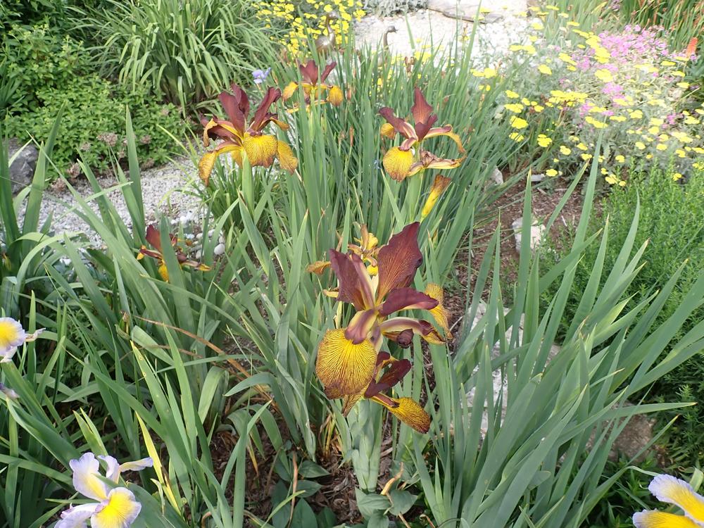 Photo of Spuria Iris (Iris 'Cinnamon Stick') uploaded by Vals_Garden