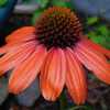 Coneflower (Echinacea Artisan™ Collection Soft Orange)