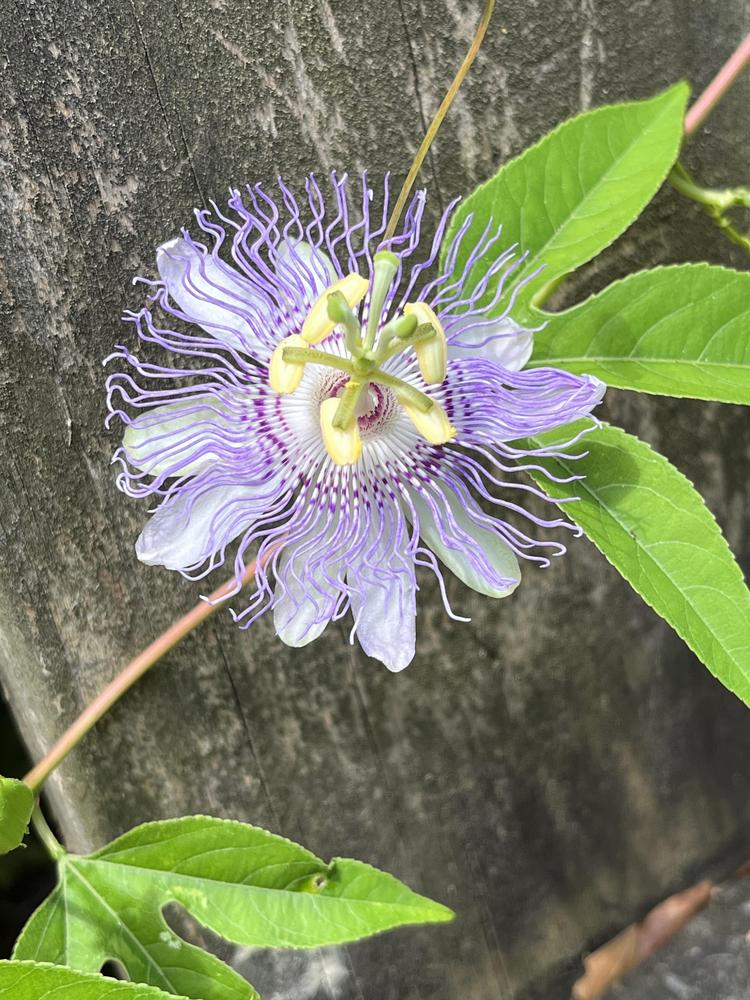 Photo of Maypop (Passiflora incarnata) uploaded by aikenforflowers