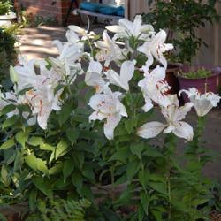 Location: in my garden
Date: 2023-06-28
'Muscadet' Lily shows up beautifully on moonlit nights !!!