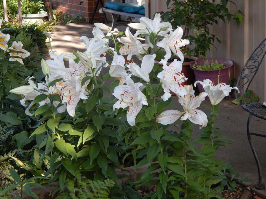 Photo of Oriental Lily (Lilium 'Muscadet') uploaded by jathton