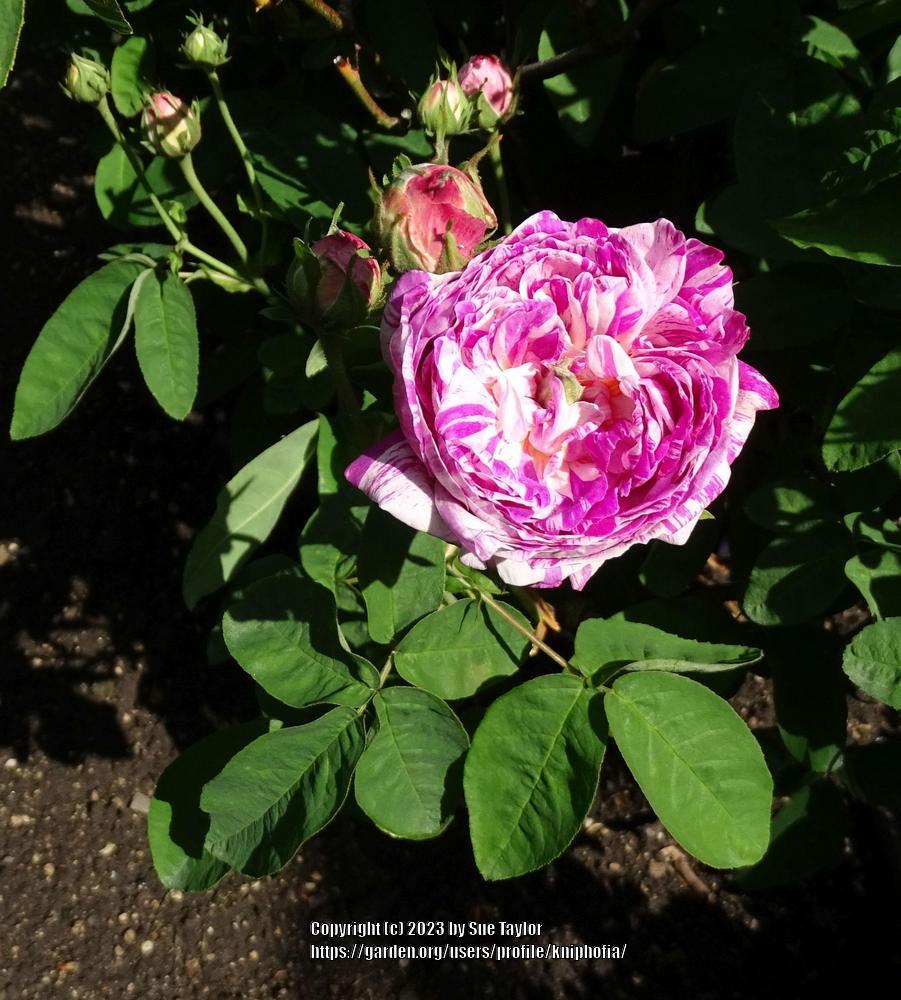 Photo of Rose (Rosa 'Camaieux') uploaded by kniphofia